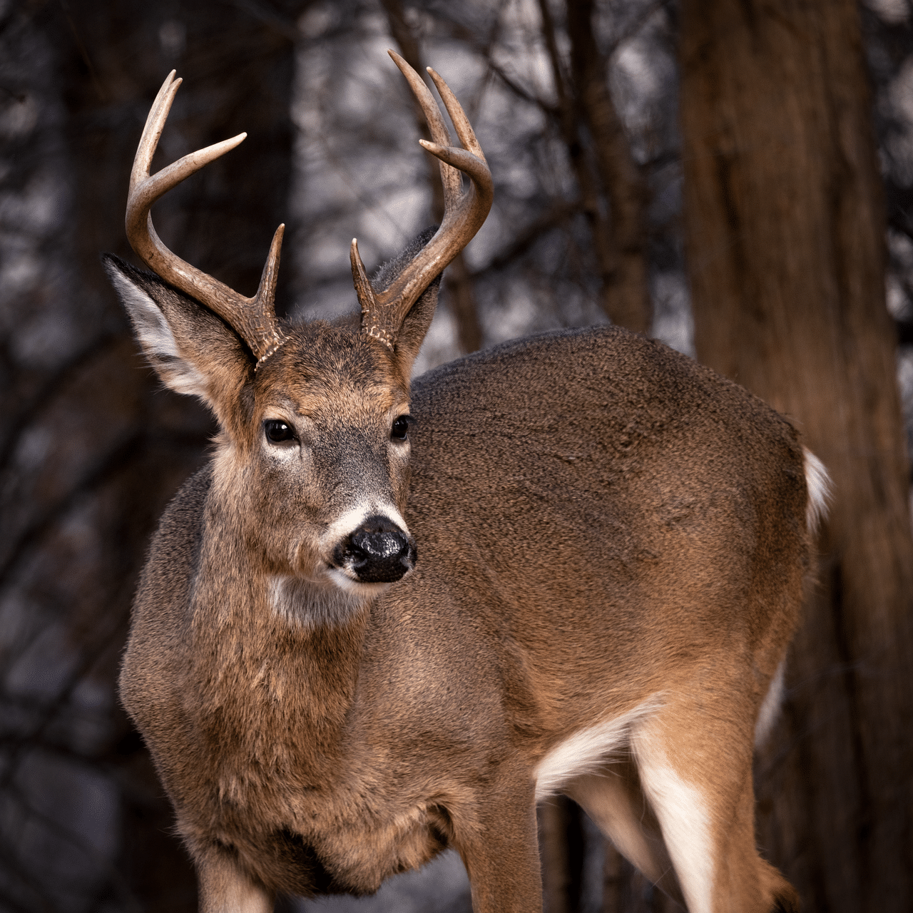 buck, deer, wildlife, antlers, outdoors, male, whitetail, nature-9338889.jpg