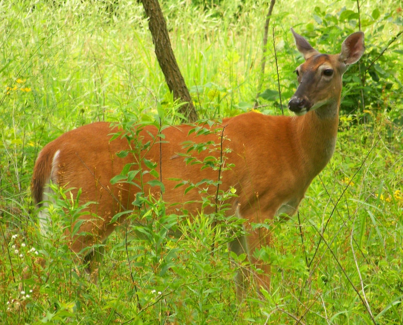 deer, doe, woods, trees, summer, wildlife, mammal, forest, buck, fawn, nature, male, stag, female, fur, antler, natural, horned, whitetail-18506.jpg