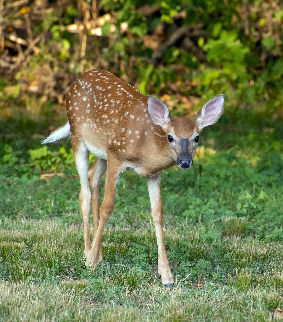 fawn, deer, nature, wild, animal, mammal, wildlife, forest, cute, young, whitetail, small, grass, bambi-5424463.jpg
