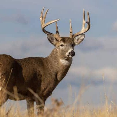 a buck whitetail deer in Colorado in autumn
